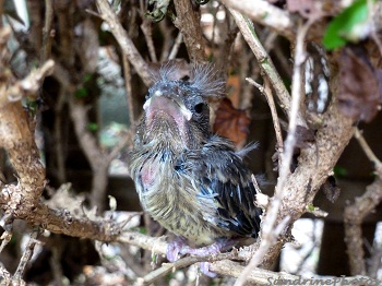  Verdier, petit avec un de ses parents, oiseaux de nos jardins, young Greenfinch, baby bird with one of his parents, birds of our gardens, Bouresse Poitou-Charentes (1)