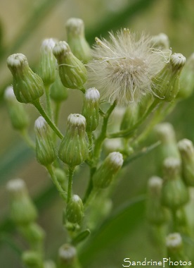Vergerette du Canada, Erigeron canadensis, Fleurs sauvages blanches, Jardin, Le Verger, Bouresse 86, Biodiversité en région Nouvelle-Aquitaine (42)