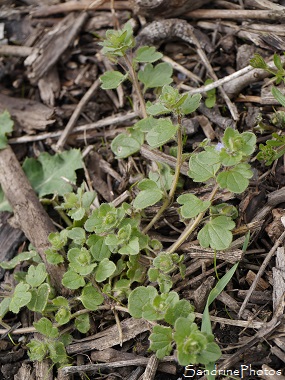 Véronique à feuilles de Lierre, Veronica hederifolia, Véronique, fleurs bleu pâle, Jardin, Le Verger, Bouresse, Région Aquitaine Limousin Poitou-Charentes, SandrinePhotos Esprit Nature 86