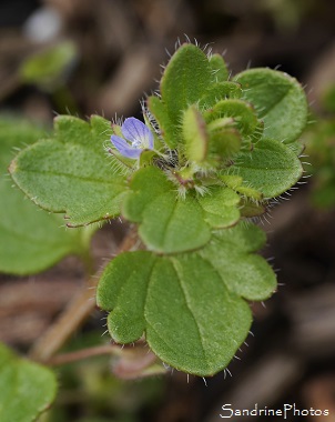 Véronique à feuilles de Lierre, Veronica hederifolia, Véronique minuscules fleurs bleu pâle, Jardin, Le Verger, Bouresse, Région Aquitaine Limousin Poitou-Charentes, SandrinePhotos Esprit Nature(54)