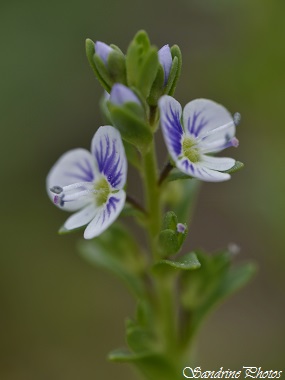 Véronique à feuilles de serpolet, Veronica serpyllifolia, Bouresse, le long de la Dive, Chemin de la Traire, wild flowers of Poitou-Charentes(22)