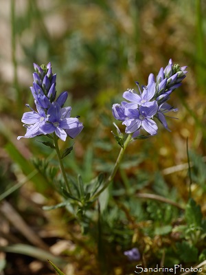 Véronique d`Autriche, Veronica austriaca, Fleurs bleues, La Léproserie, Lussac les Châteaux (14)