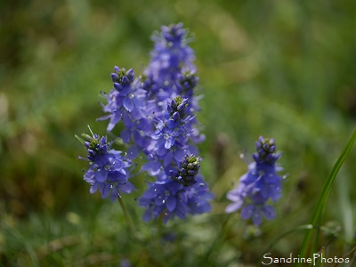 Véronique d`Autriche, Veronica austriaca, Fleurs bleues, La Léproserie, Lussac les Châteaux (16)