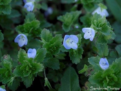 Véronique de Perse - Veronica persica, Le Verger, Fleurs sauvages, Bouresse (17)