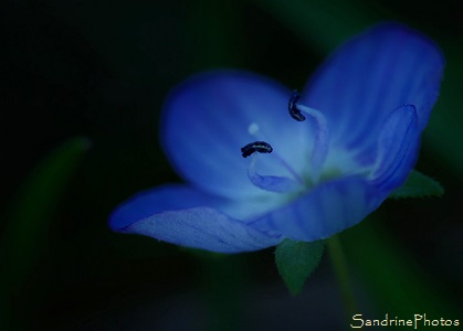 Véronique de Perse - Veronica persica, Le Verger, Fleurs sauvages bleues, Blue wild flowers, Bouresse-Aquitaine Limousin Poitou-Charentes (20)