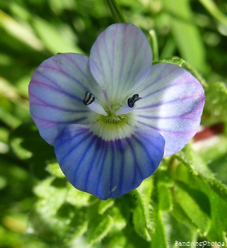 Véronique de Perse, petite fleur bleue à quatre pétales, fleurs des champs, jardins, fleurs sauvages du printemps, Spring blue little wild flower, Bouresse, Poitou-Charentes