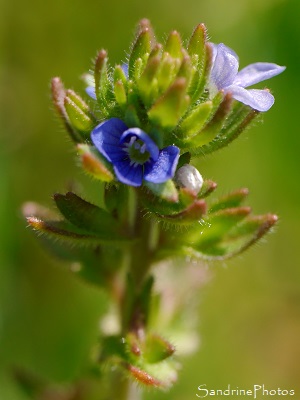 Véronique des champs, Veronica arvensis, Fleurs bleues du Verger, Bouresse (47)