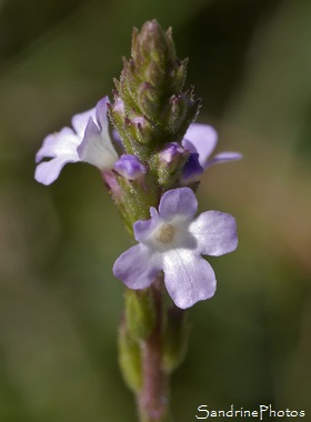 Verveine officinale, Verbena officinalis, Fleurs sauvages roses, Bouresse 86, le verger, Biodiversité en Région Nouvelle-Aquitaine (38)