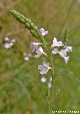 Verveine officinale, Verbena officinalis, Fleurs sauvages roses, Bouresse, le verger, Biodiversité en Région Nouvelle-Aquitaine (33)