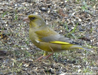 verdier oiseau de nos jardins, faune sauvage