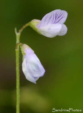 Vesce à quatre graines, Vicia tetrasperma, Minuscule Vesce violette, Fleurs sauvages bleues à violettes, Jardin, Le Verger, Bouresse 86, Poitou, Sud-Vienne, Biodiversité en Région Nouvelle Aqui