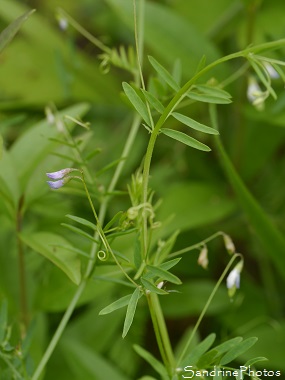 Vesce à quatre graines, Vicia tetrasperma, Minuscule Vesce violette, Fleurs sauvages bleues à violettes, Jardin, Le Verger, Bouresse 86, Poitou, Sud-Vienne, Biodiversité en Région Nouvelle Aquitaine (