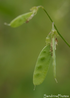 Vesce à quatre graines, Vicia tetrasperma, Minuscule Vesce violette, Fleurs sauvages bleues à violettes, Jardin, Le Verger, Bouresse 86, Poitou, Sud-Vienne, Biodiversité en Région Nouvelle Aquitaine