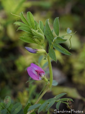 Vesce cultivée, Vesce commune, Vicia sativa, fleurs sauvages roses fuchsia, Pink wild flowers, Aquitaine Limousin Poitou-Charentes, Jardin, Le Verger- Bouresse (65)