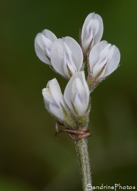 Vesce hérissée, Vicia hirsuta, Fleurs sauvages blanches, Légumineuses, white wild flowers of Poitou-Charentes, Jardin, Bouresse, Le Verger (46)
