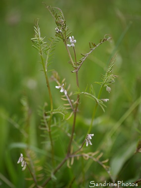 Vesce hérissée, Vicia hirsuta, Fleurs sauvages blanches, Légumineuses, white wild flowers of Poitou-Charentes, Jardin, Bouresse, Le Verger (47)