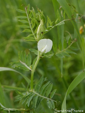 Vesce jaune, Vicia lutea, Vesce blanche, Fleurs sauvages blanches, White wild flowers, Jardin, Le Verger, Bouresse 86 (29)