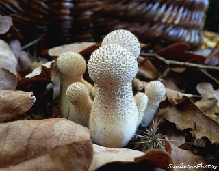 Vesses de loup perlées-Lycoperdon perlatum-Champignons mushrooms Bouresse, Poitou-Charentes, 16 novembre 2011 (13)