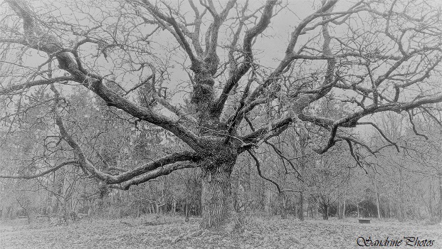 Vieux chêne, Arbre du Refuge LPO de La Planchette, Queaux 86 (6)