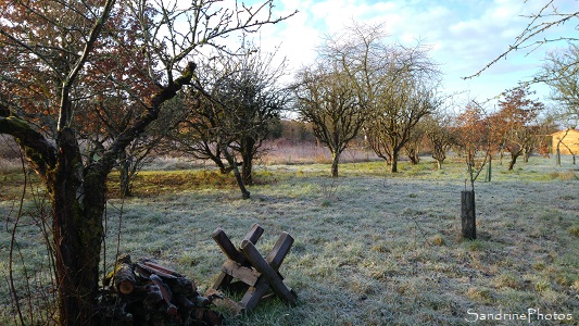 Vieux verger, arbres fruitiers, Jardin, Le Verger, Refuge LPO Bouresse, Sud-Vienne, Nouvelle Aquitaine (83)