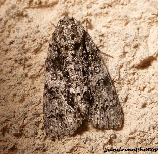 Viminia rumicis, Noctuelle de la Patience, Papillon de nuit, Noctuidae, Moths and butterflies,23 aot 2012, Bouresse, Poitou-Charentes 