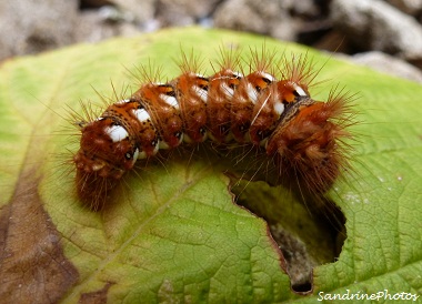 Viminia rumicis-Noctuelle de la Patience-le 23 septembre 2012, Bouresse Poitou-Charentes PF