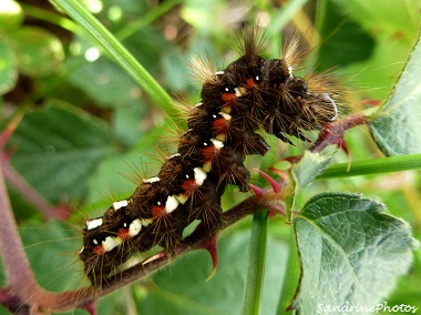 Viminia rumicis, cendrée noirâtre, chenille de papillon de nuit, Moth caterpillar, Bouresse-Poitou-Charentes, 27 octobre 2012