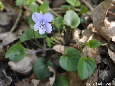 Violette de Rivin, Viola riviniana Rchb, La Planchette, Queaux (74)