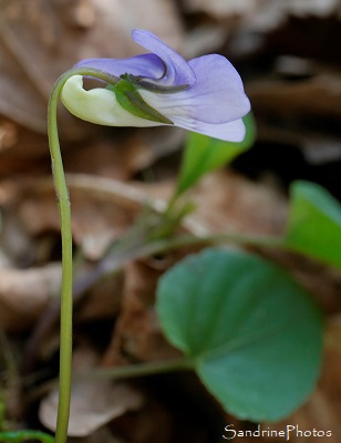 Violette de Rivin, Viola riviniana Rchb, La Planchette, Queaux (82)