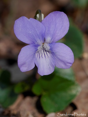 Violette de Rivin, Viola riviniana Rchb, La Planchette, Queaux (83)