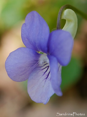 Violette de Rivin, Viola riviniana Rchb, La Planchette, Queaux (84)