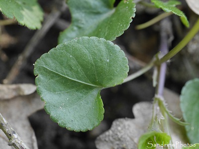 Violette de rivin, Viola riviniana Rchb, La Planchette, Queaux (78a)