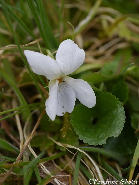 Violette odorante, Viola odorata, Violettes roses ou blanches, jardin, Bouresse, Biodiversité du Poitou-Charentes (16)