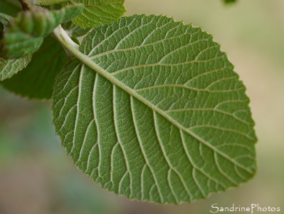 Viorne lantane, Viorne mancienne, Viburnum lantana, Arbuste fleurs blanches, grappe de fruits rouges allongés, L`Isle Jourdain 86 (9)