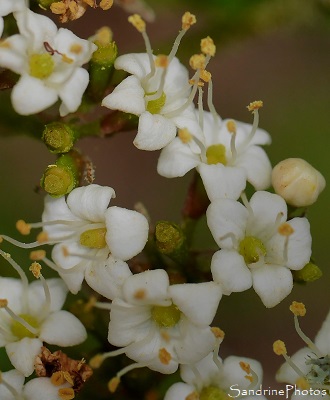 Viorne lantane, Viorne mancienne, Viburnum lantana, Arbustes fleurs blanches, fruits rouges, Persac, Sud-Vienne 86 (5)
