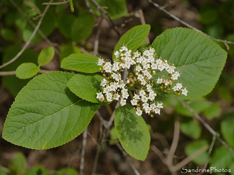 Viorne mancienne, Viorne lantane, Viburnum lantana, Arbustes, Persac, Sud-Vienne 86