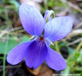 violette odorante fleur PF (3)