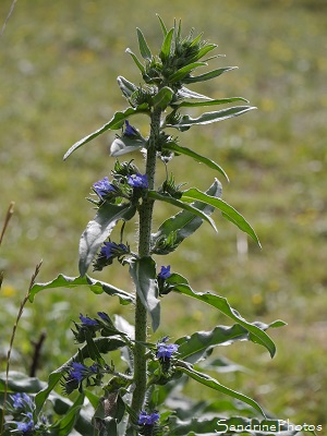 Vipérine commune, Echium vulgare, fleurs sauvages bleues et roses, Bourrache, Boraginacées, jardin, le Verger, Bouresse 86(2)