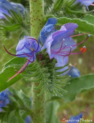 Vipérine commune, Echium vulgare, fleurs sauvages bleues et roses, Bourrache, Boraginacées, jardin, le Verger, Bouresse, Sud-Vienne 86 (2)