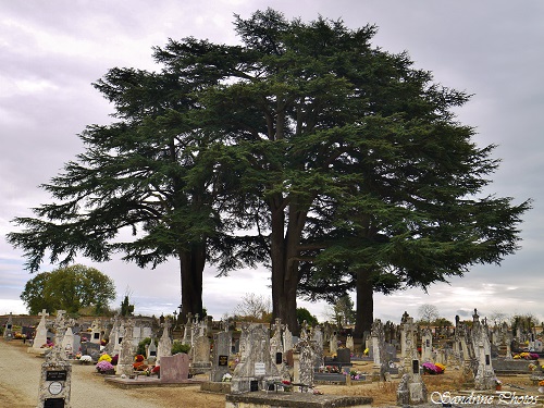 Vue générale du Cimetière de Bouresse, ses 4 cèdres remarquables, Poitou-Charentes, 86, Novembre 2015 (133)