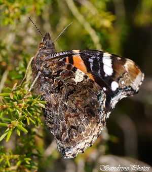 Vulcain, Vanessa atalanta, Nymphalidae, Papillons de jour du Poitou-Charentes, Red admiral, Moths and butterflies (2)