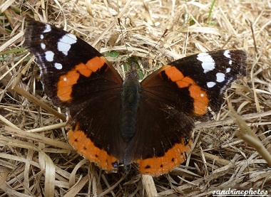 Vulcain-Vanessa atalanta, Vulcan, Red admiral Butterfly, autour de la Dive, Around the Dive, Bouresse, Poitou-Charentes France