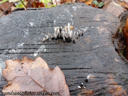 Xylaire du bois, Xylaria hypoxylon, champignons, Mushrooms, Forêt Bois de Nablan Bouresse - Poitou-Charentes (2)