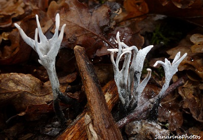 Xylaire du bois, Xylaria hypoxylon, champignons, Mushrooms, Forêt Bois de Nablan Bouresse - Poitou-Charentes 86 (1)