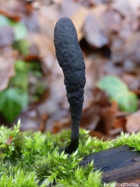 Xylaire polymorphe, Xylaria polymorpha, Champignons sur bois pourri, Mushrooms of the forest on roten wood, , Sordariomycètes, La Marnière, Bouresse (69)