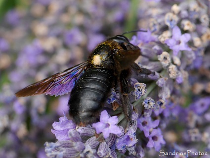 Xylocope violacé, Xylocopa violacea, Abeille charpentière, Insectes, Hyménoptères, Gîte de la Bergerie, Vacances 2017 Saint Martial Gard (13)