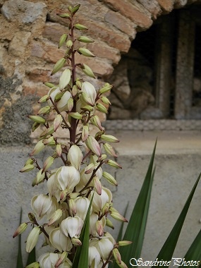 Yucca, Liliacées, Plante des jardins, Bouresse, Poitou-Charentes, SandrinePhotos(5)