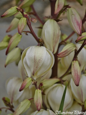 Yucca, Liliacées, Plante des jardins, Bouresse, Poitou-Charentes, SandrinePhotos(6)