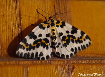 Zérène du groseiller, Phallène mouchetée, Abraxas grossulariata, géométridés, papillon de nuit, Moths and butterflies of Poitou-Charentes, Bouresse, France (1)