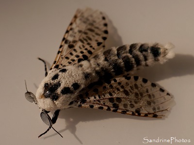 Zeuzère du Marronnier, Zeuzera pyrina, Cossidae, La Coquette, Papillons de nuit, Nieul-l`Espoir 86, Poitou-Charentes (21)